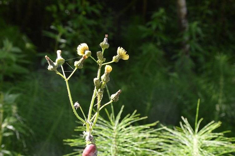 parcours découverte nature salies-de-béarn6