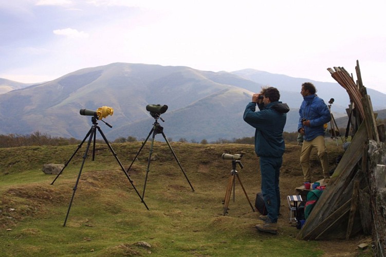 Spotteurs en pleine action 