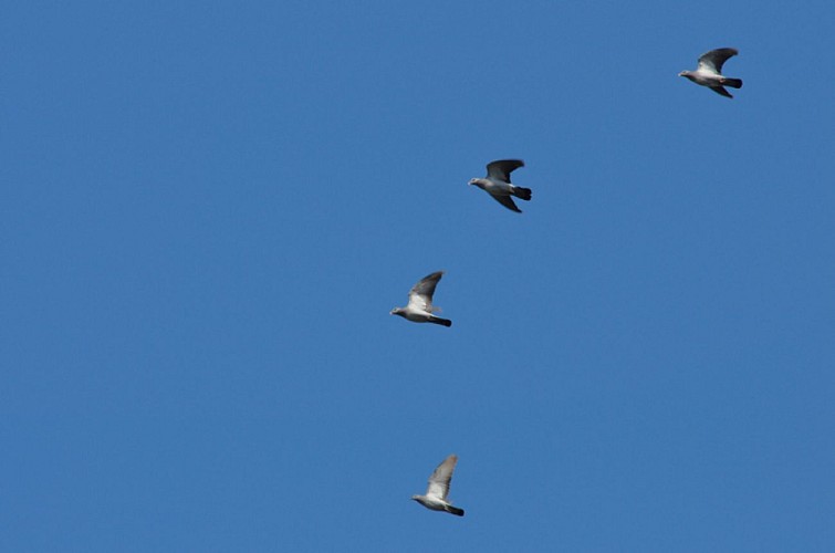 La redoute de Lindus est un haut lieu du passage de pigeons 
