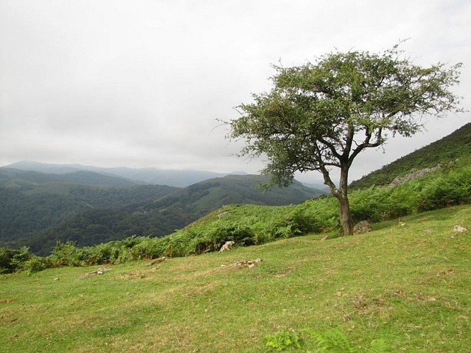 sare_lezeko_gainaLes_arbres_isoles_peuvent_accueille_nombre_de_passereaux_typiques_de_ces_landes