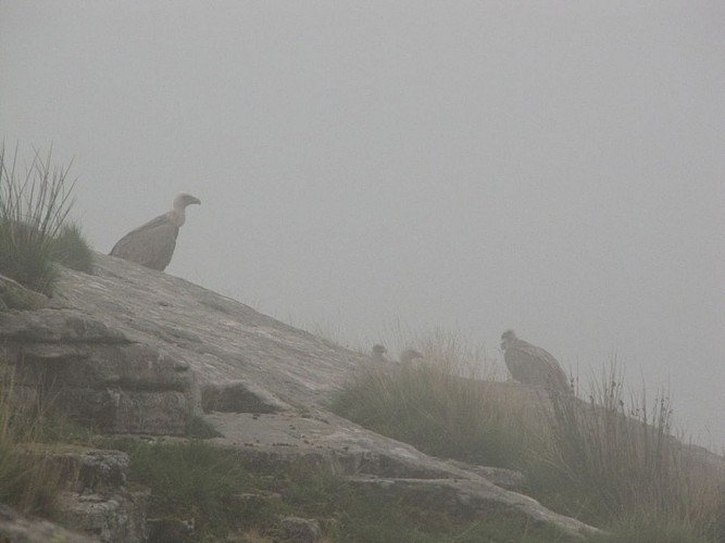 Sare_lezeko_gainaA_la_faveur_d_un_nuage_on_peut_observer_les_vautours_poses