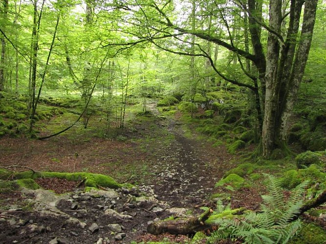 La nature calcaire du massif lui donne des allures magiques.