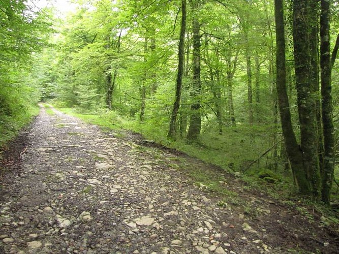La piste forestière s'enfonce doucement dans la vallée.