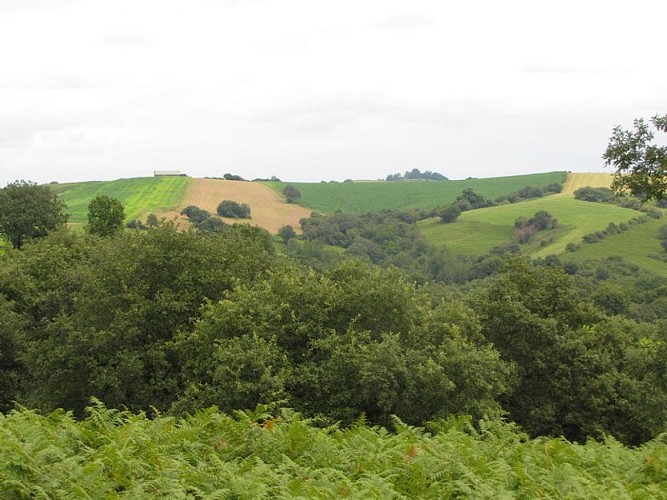 L'aigle botté affectionne cette mosaïque d'habitats