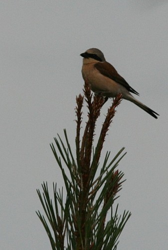 Pie-grièche écorcheur