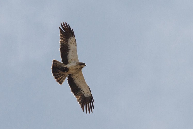 Rapace rare en France, il est nicheur aux environ des landes