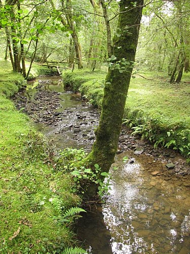 Les vallons boisés sont parcourus par de jolis cours d'eau