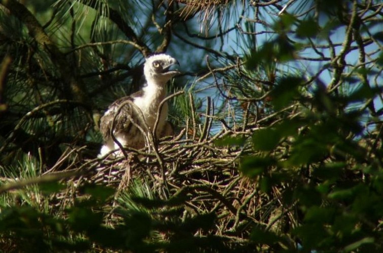 circaete michel hoare