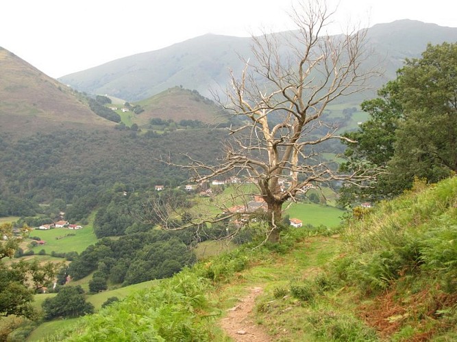 Les arbres morts, nécessité pour les pics, comme celui de Sharpe!
