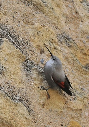 tichodrome échelette - Franck Jouandoudet