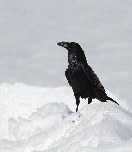 Grand corbeau dans la neige