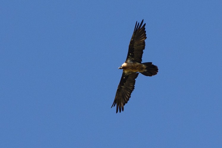 Gypaete barbu - Christophe Saint-Jean