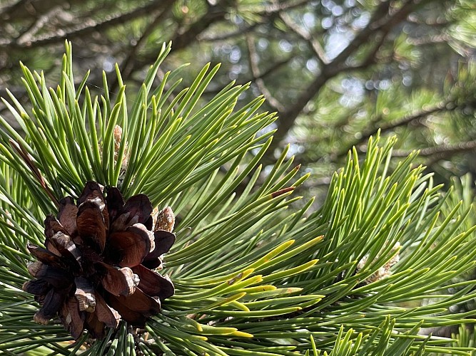 Sentier botanique Marcel Saule