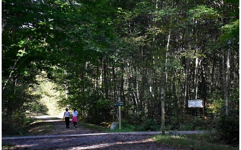 Forêt domaniale de Bastard - Pau - Promeneurs