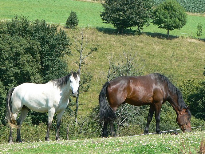 St Castin élevage du brana cph OT (6)