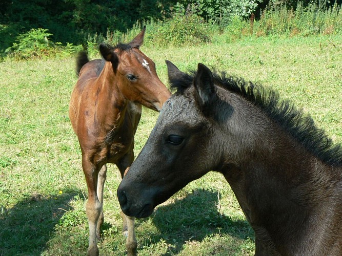 Saint Castin élevage du brana 