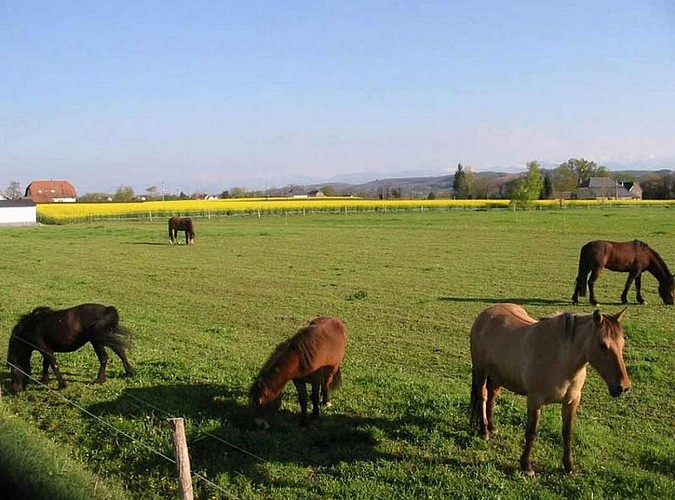 Lo Casau - Artigueloutan - Pré chevaux
