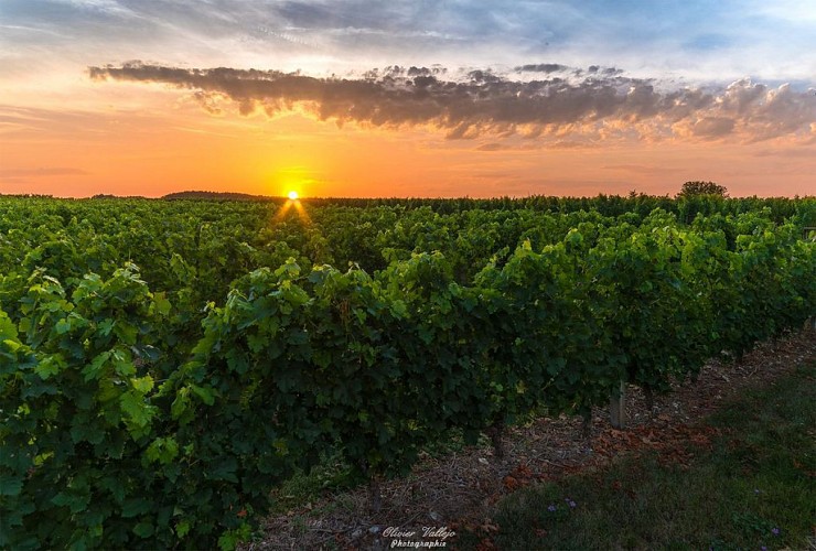 coucher du soleil sur les vignes