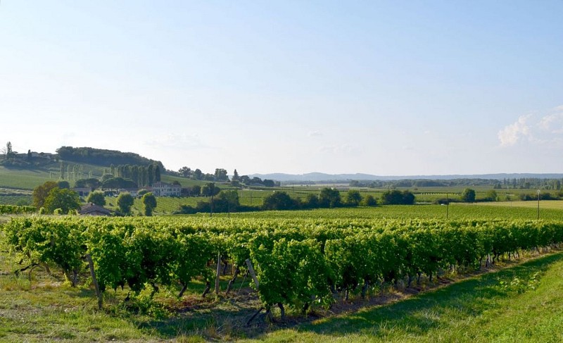 autour_saussignac-chateau_court_les_muts (128)-2