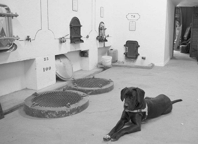 autour_saussignac-chateau_court_les_muts (14)-2