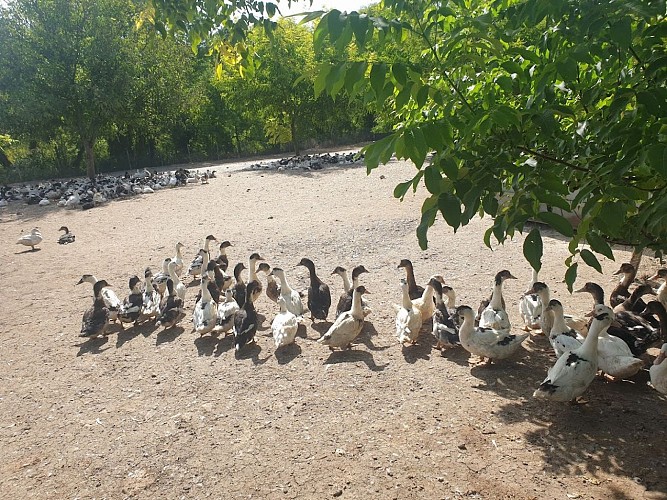Ferme LaFayas Fabrice Rabouan (3)