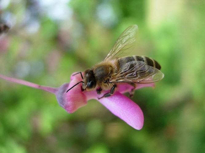 Rayon de Miel abeille