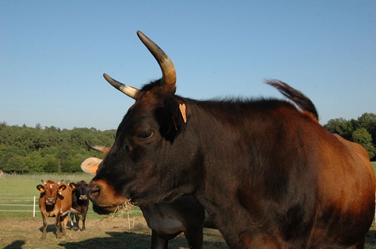 Aurochs en Périgord