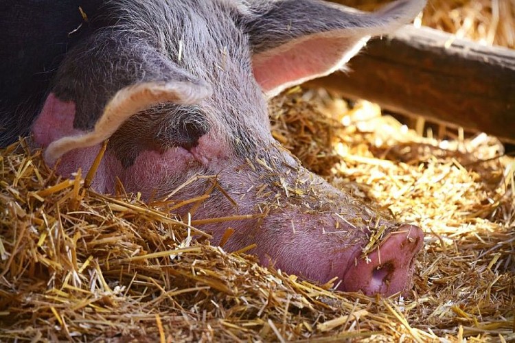 pig-3755358-1280