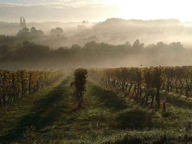 domaine-du-boyer (5)