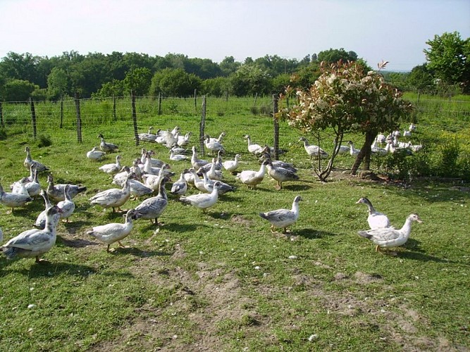 Les canards en liberté