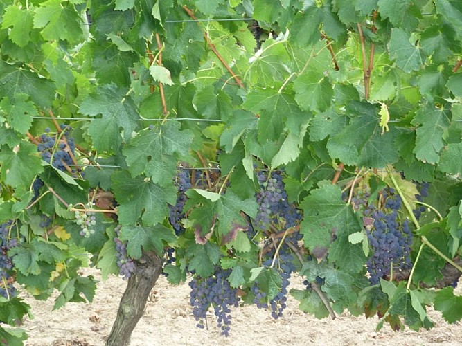 La vigne du Domaine de Jarrauty