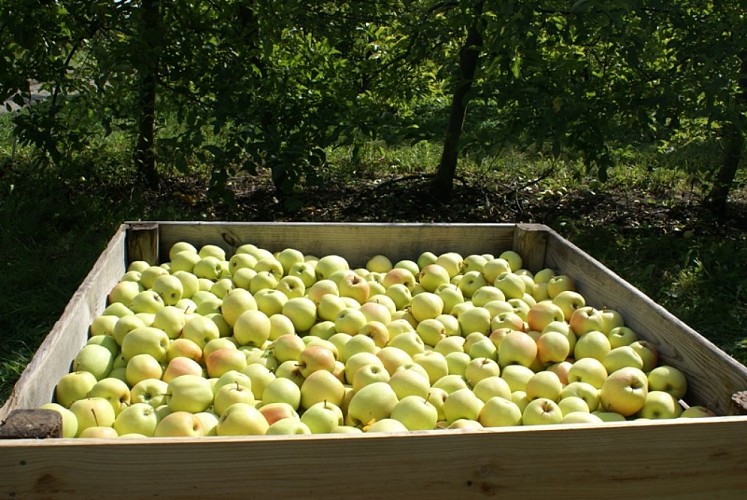 Vergers des Grangiers