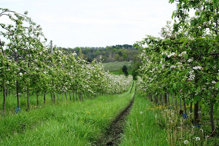 Vergers des Grangiers en fleurs