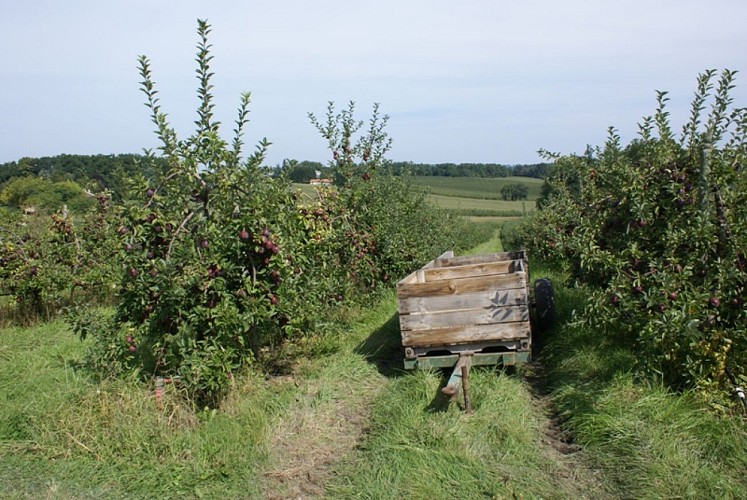 Vergers des Grangiers été