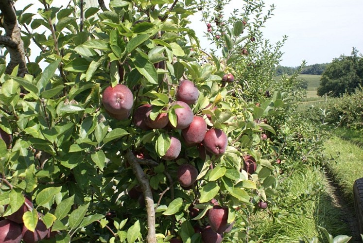 Vergers des Grangiers pommes mûres