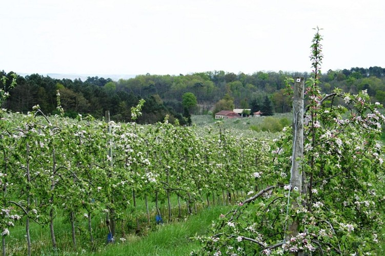 Vergers des Grangiers printemps