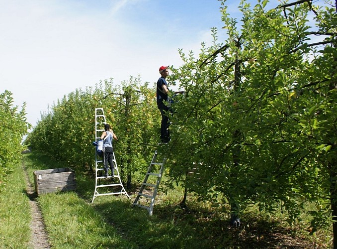Vergers des Grangiers récolte