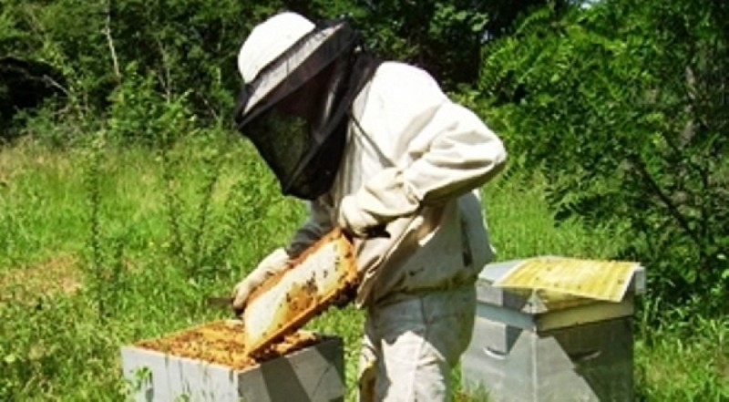 Apiculture POIRIER