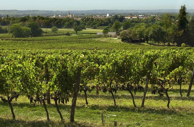 CF Merlot 012_resultat