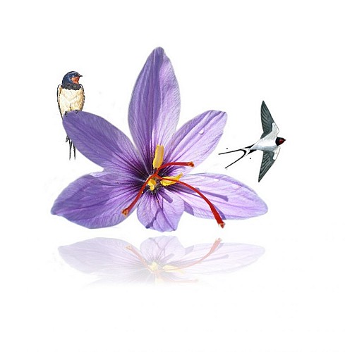 Safranelles-pour-guide-PN-copie