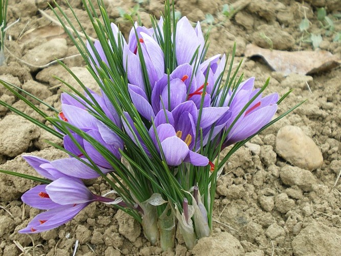 Elevage_canards_Vielmont