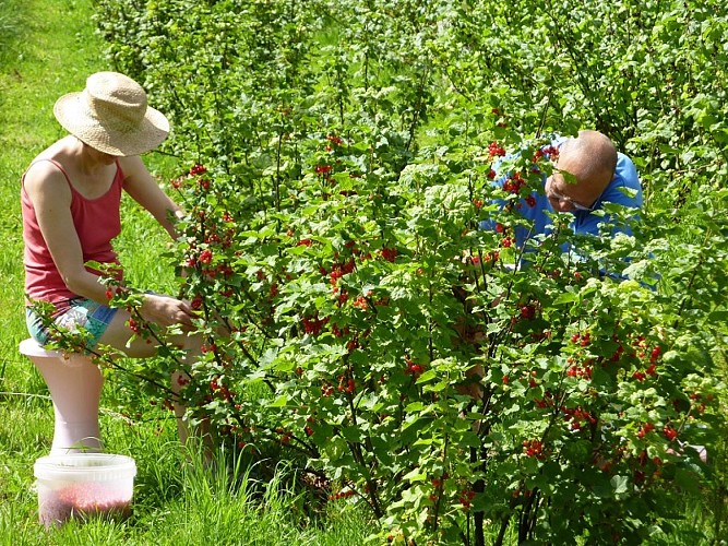 Récolte groseilles