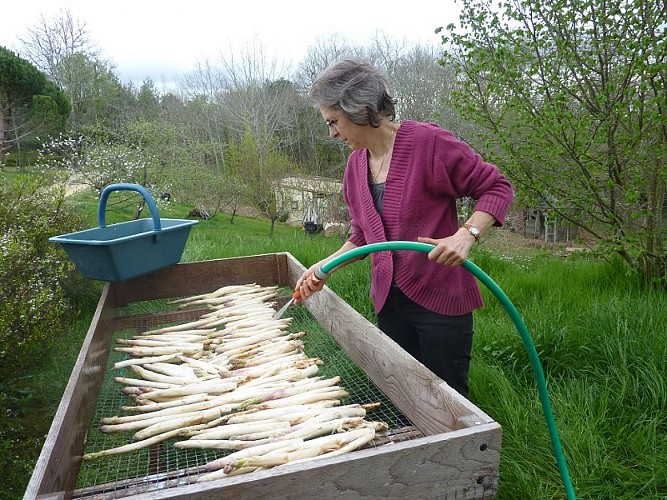 Récoltes asperges