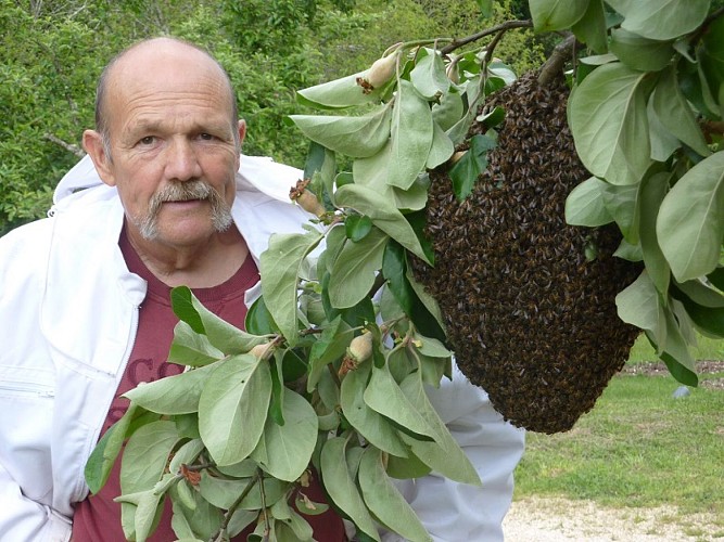 Récolte essain abeilles