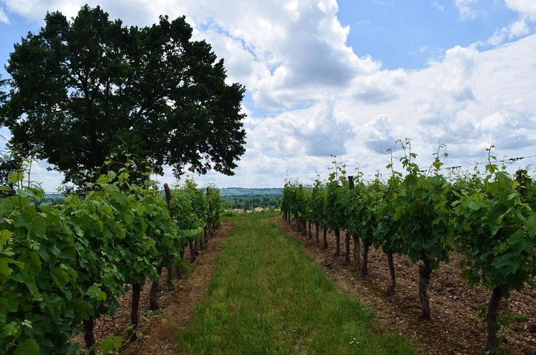 autour_bergerac-chateau_la_tilleraie (33)-2