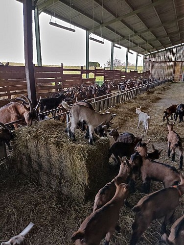 JEUX CHEVRE CHEVREAUX CHARMAT RIBAGNAC