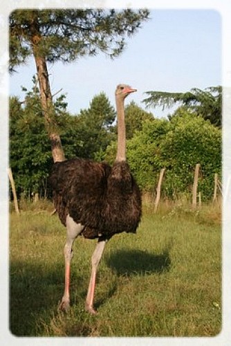 autruche1