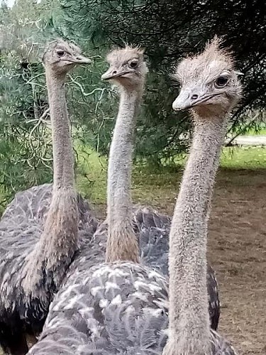 Autruche Ferme avicole des Grands Champs