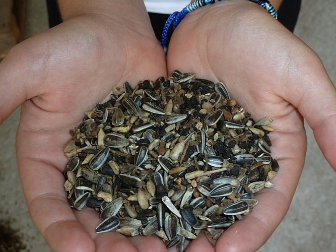 Les graines de tournesol
