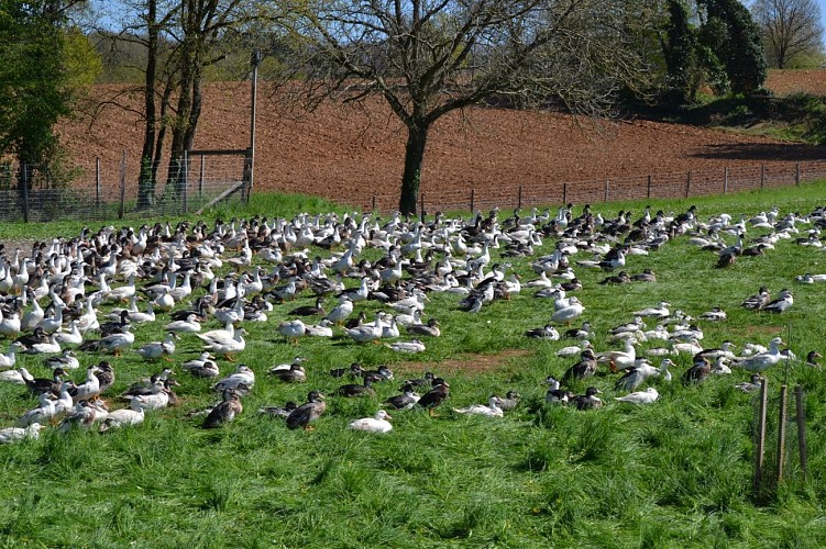 canards-en-plein-air---ferme-des-fages - 1